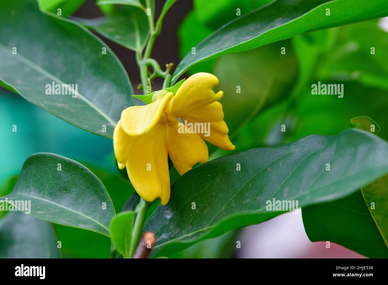 Close-up climbing ylang-ylang flower blooming  on tree branch Stock Photo