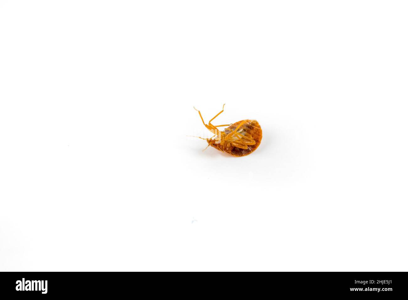 Dead bed bug killed with chemicals. Angled view upside down isolated on