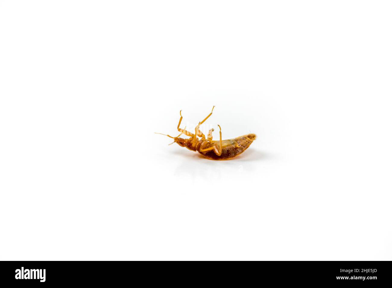 Dead bed bug killed with chemicals. Side on view upside down isolated