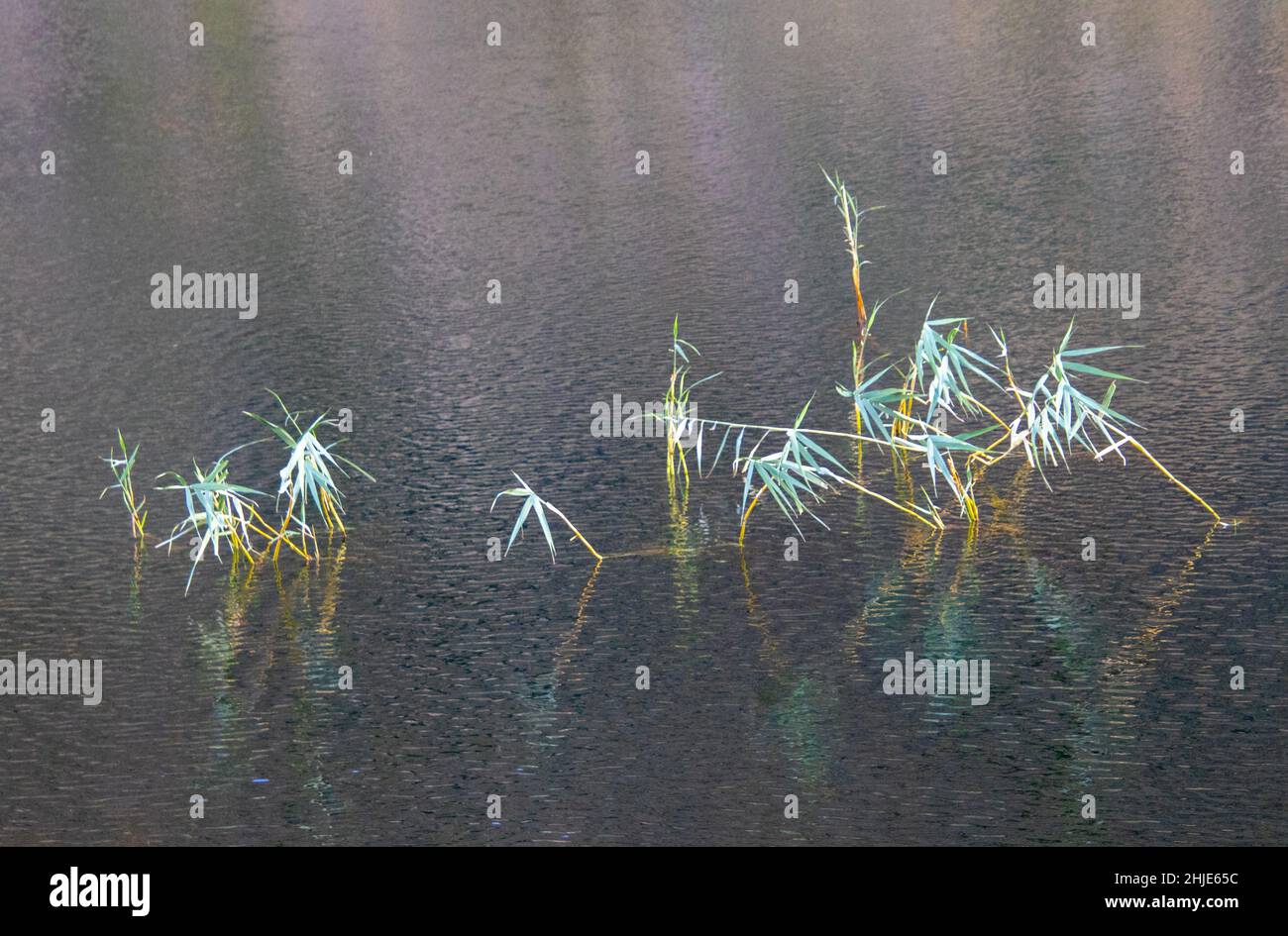 Green reeds growing in a farm dam in late afternoon sunlight Stock
