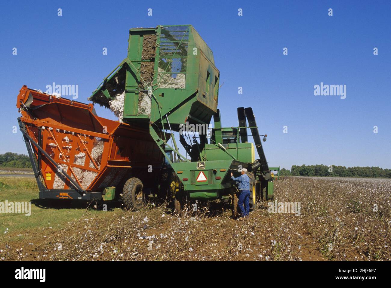 AGRICULTURE COTTON Stock Photo