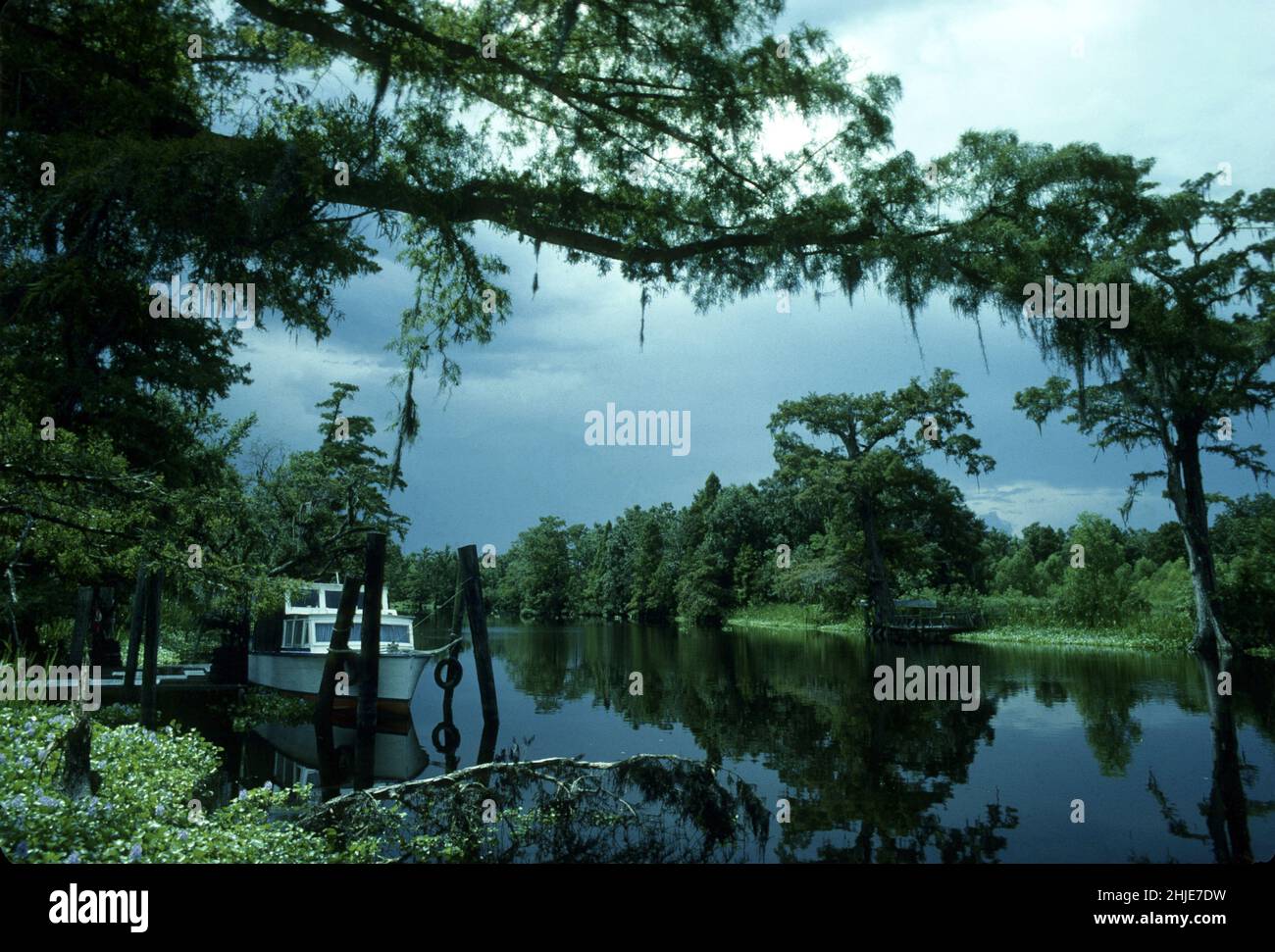 usa louisiane black bayou luxurous swamp vegetation Stock Photo