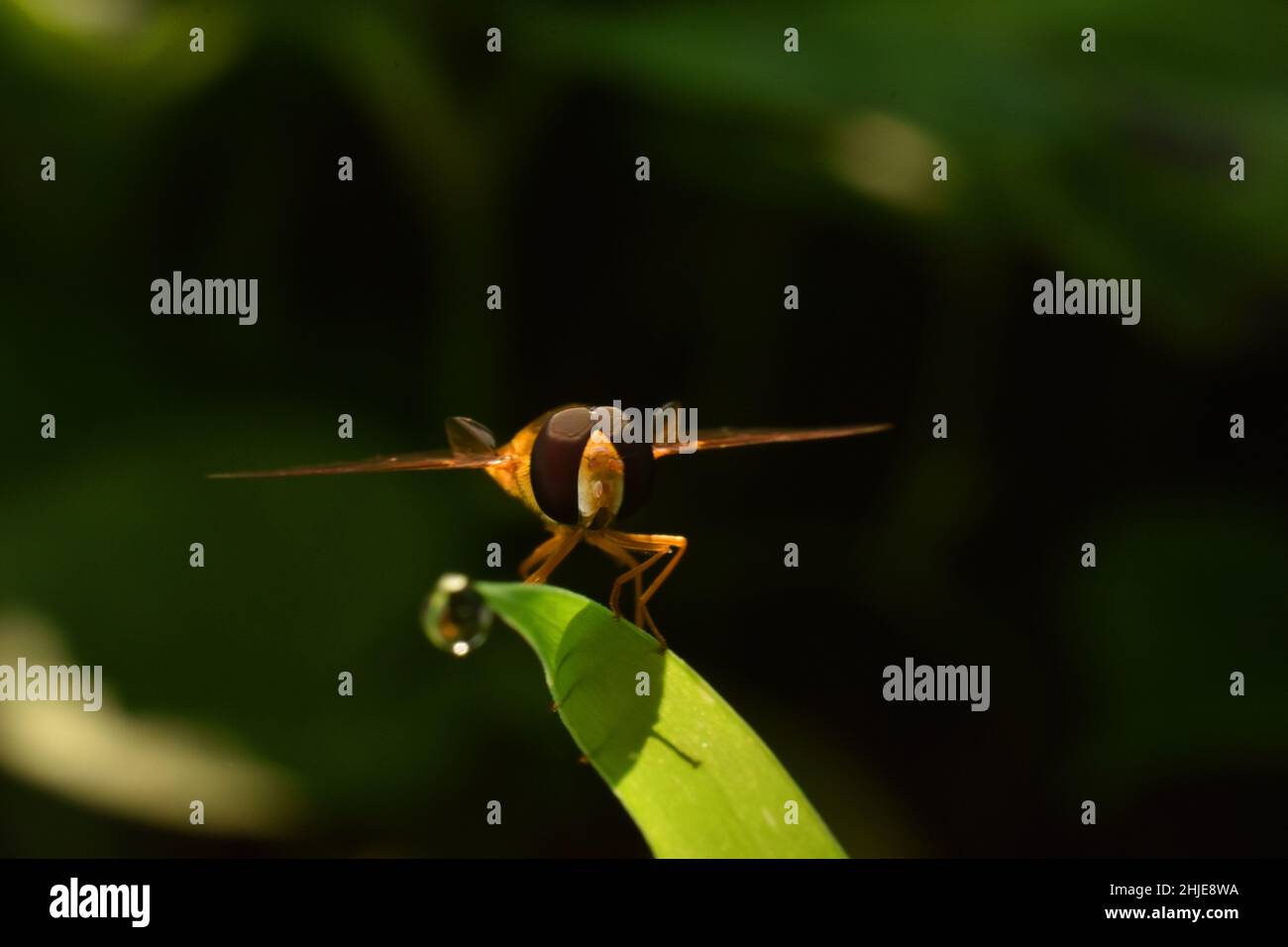 Hover fly perched on leaf tip Stock Photo