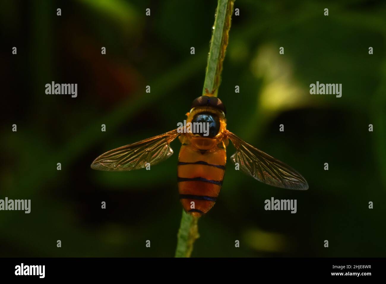 Hover fly perched on grass Stock Photo