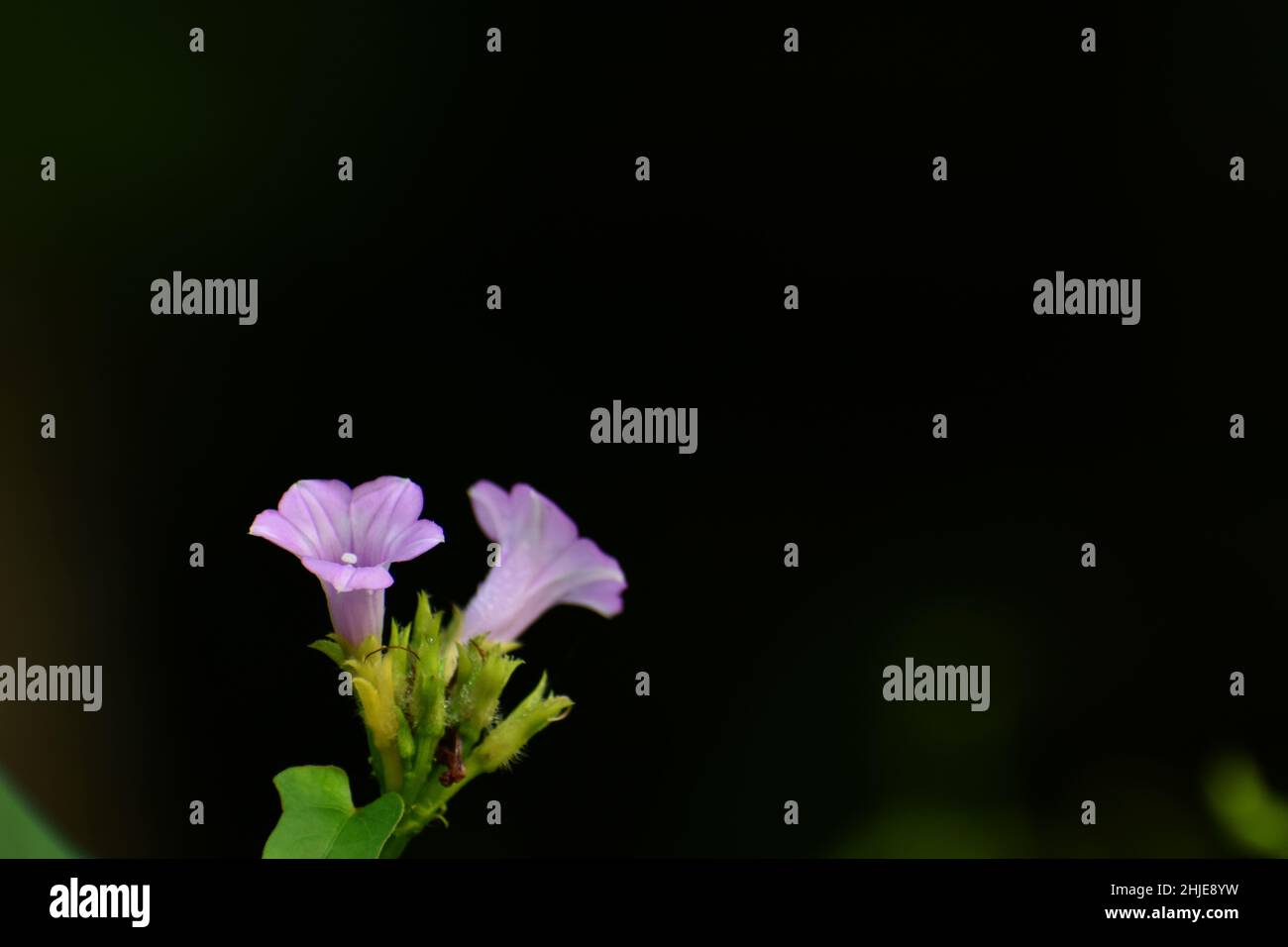 Tiny ipomoea flowers against dark background. Stock Photo