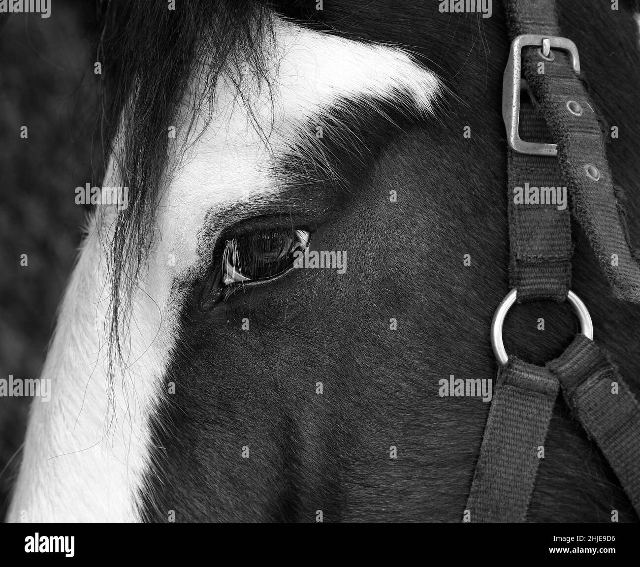 Clydesdale horse closeup Black and White Stock Photos & Images Alamy