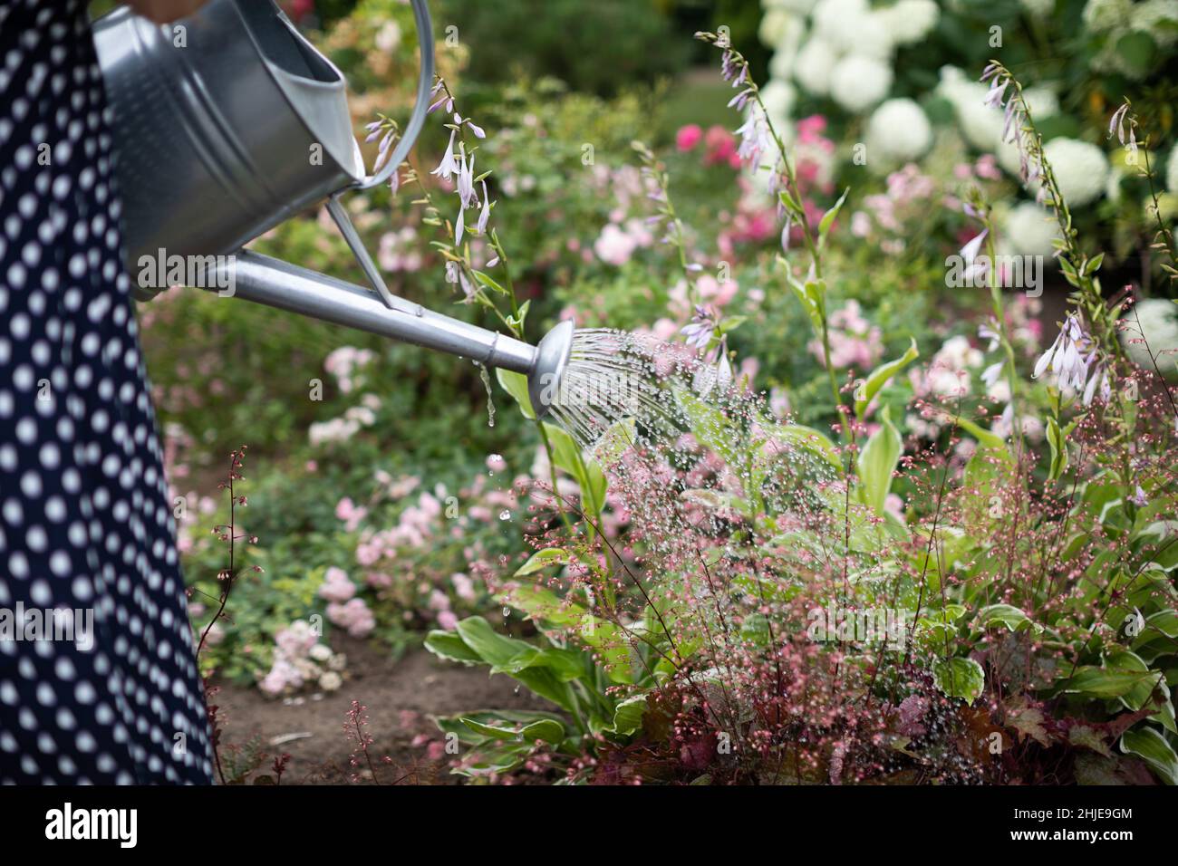 A woman waters flowers in her garden with a steel watering can Stock ...