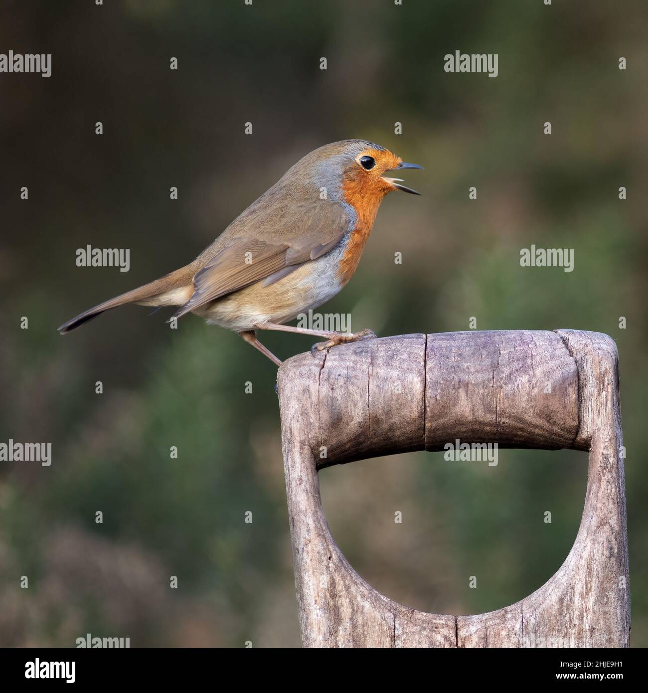 A close up of a robin with its beak wide open. It is perched on a spade or fork handle Stock Photo