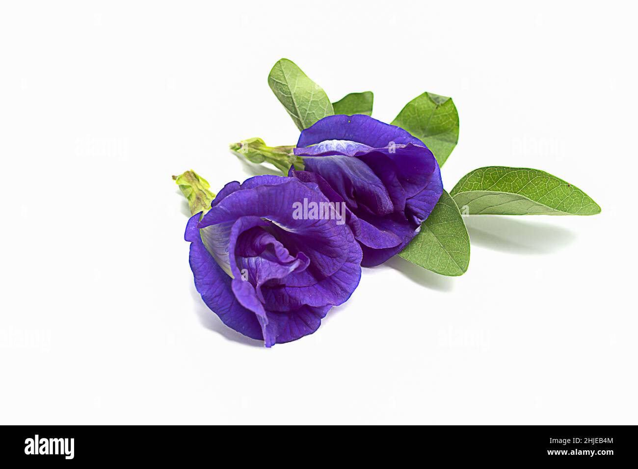 Butterfly Pea flowers on white background ,selective focus, popular, Clitoria ternatea Stock Photo