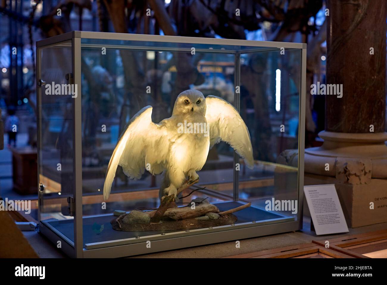 Photo John Angerson 2022 Taxidermied Snowy Owl at the gallery of The Oxford University Museum of Natural History in Oxford, UK. Stock Photo