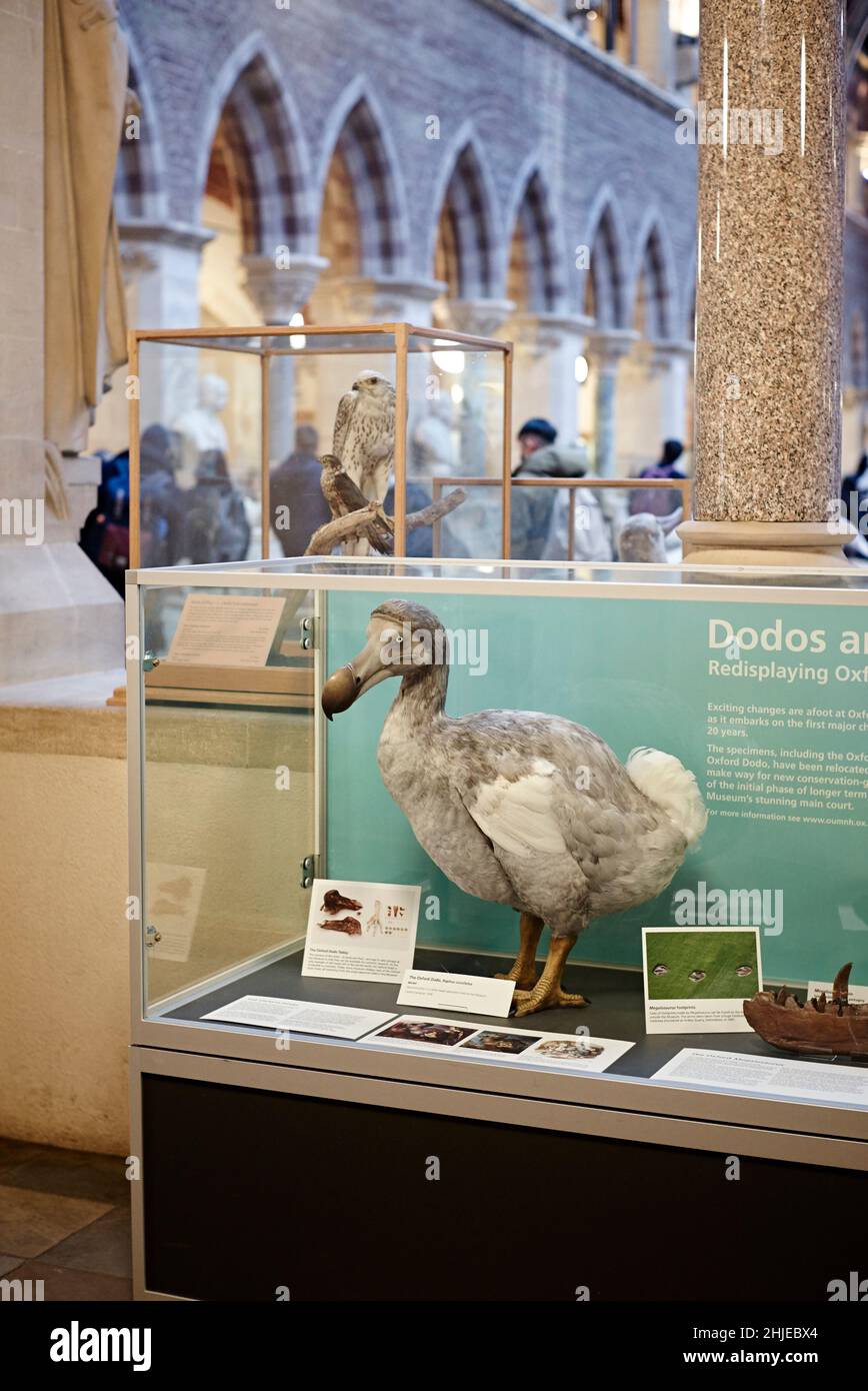 Oxford natural history Museum Dodo -The Oxford Dodo is the most iconic specimen held by the Museum. It is the most complete remains. Stock Photo