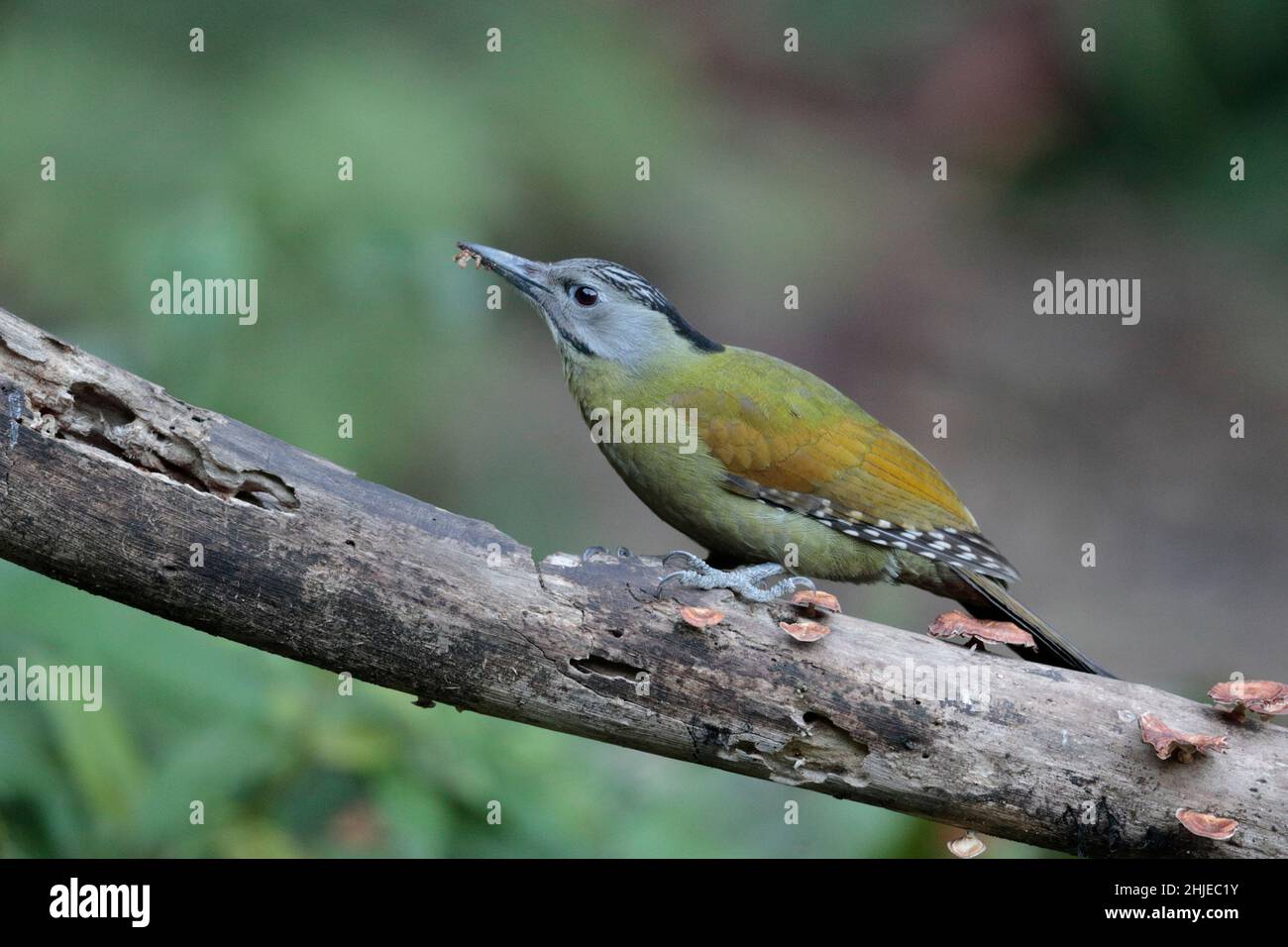 Grey-headed Woodpecker, adult female, (Picus canus), race: hessei, southwest Yunnan Province, China 24 December 2018 Stock Photo