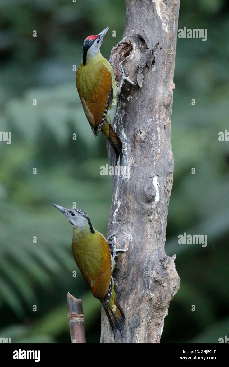 Grey-headed Woodpeckers (Picus canus), southwest Yunnan Province, China 24 December 2018 Stock Photo