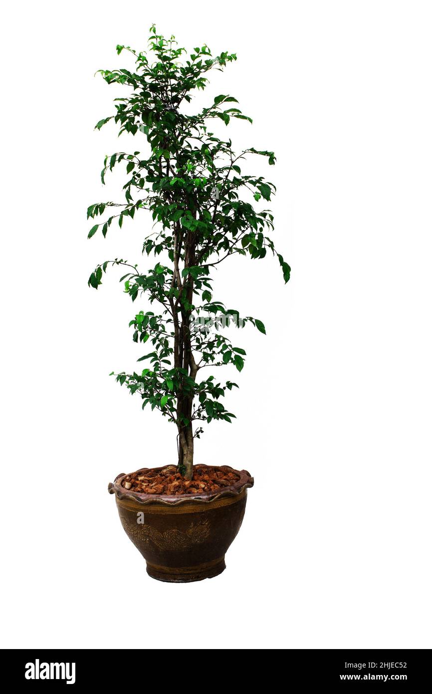 Green trees isolated on white. Decorative green tree Stock Photo - Alamy