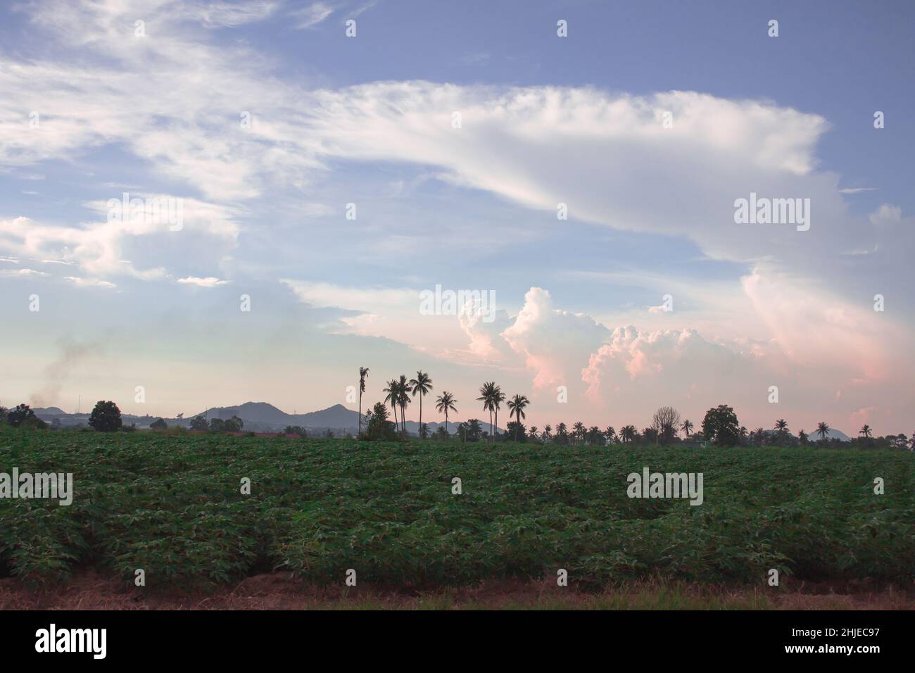 Cassava plantation field Northeast of Thailand Stock Photo