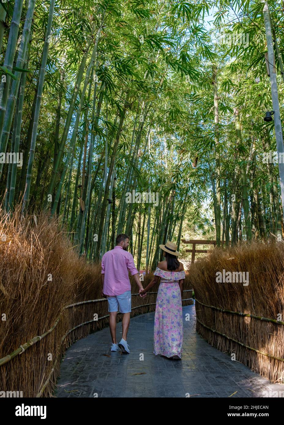 Bamboo forest in Chiang Mai Thailand, bamboo forest in a Japanese