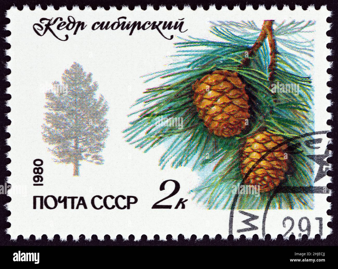 USSR - CIRCA 1980: A stamp printed in USSR from the 'Protected Trees and Shrubs' issue shows Siberian Cedar (Pinus cembra), circa 1980. Stock Photo