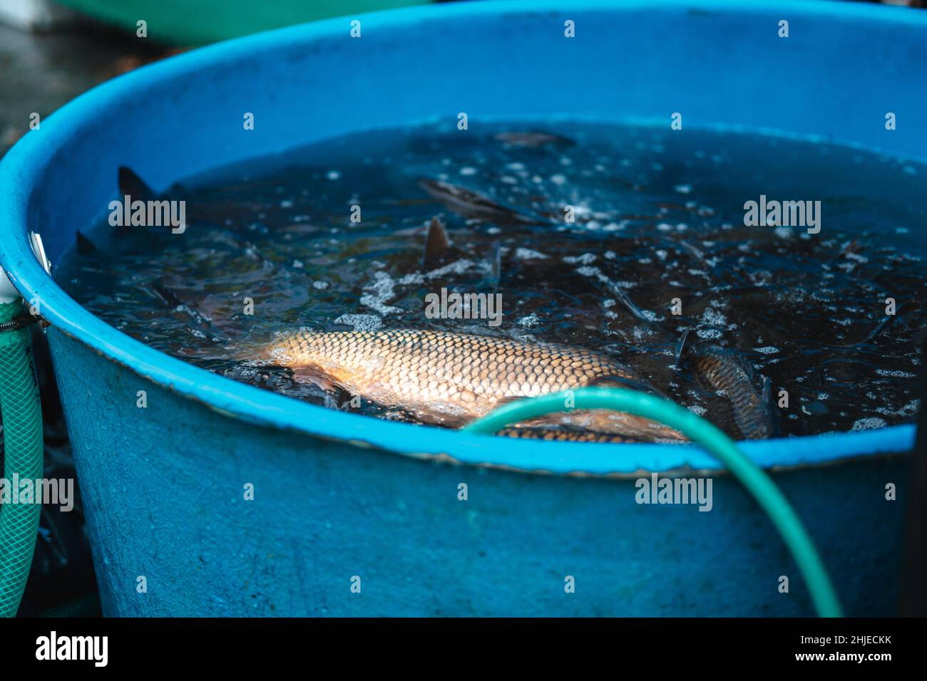 Live carps (Cyprinus carpio) on sale as a traditional Czech Christmas ...