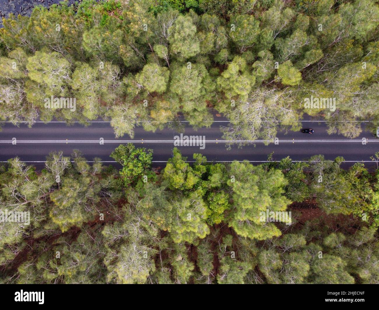 Aerial view of a road surrounded by dense trees Stock Photo - Alamy