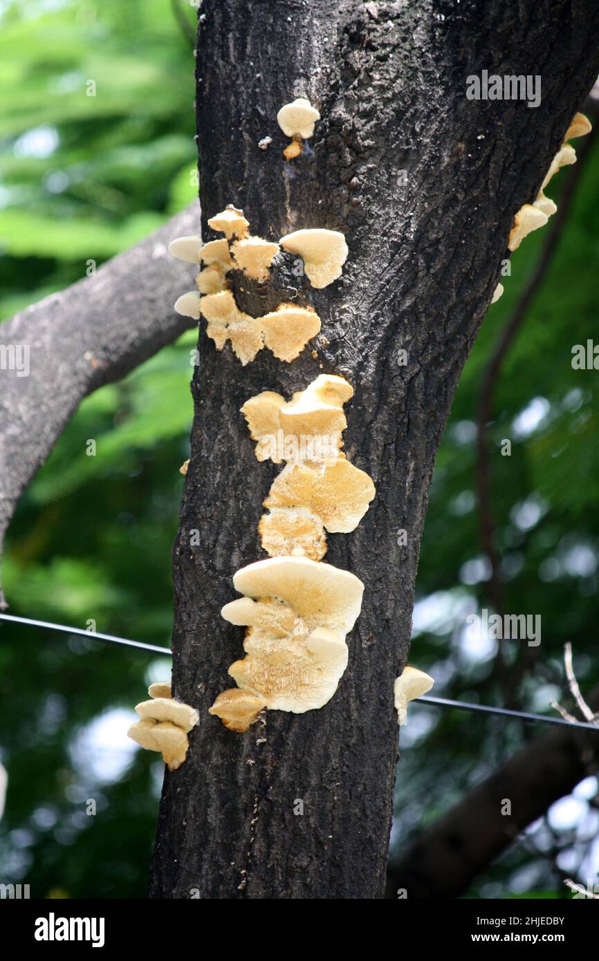 Artist’s Conk (Ganoderma applanatum), a member of Shelf Fungus group, growing on a tree trunk : (pix SShukla) Stock Photo