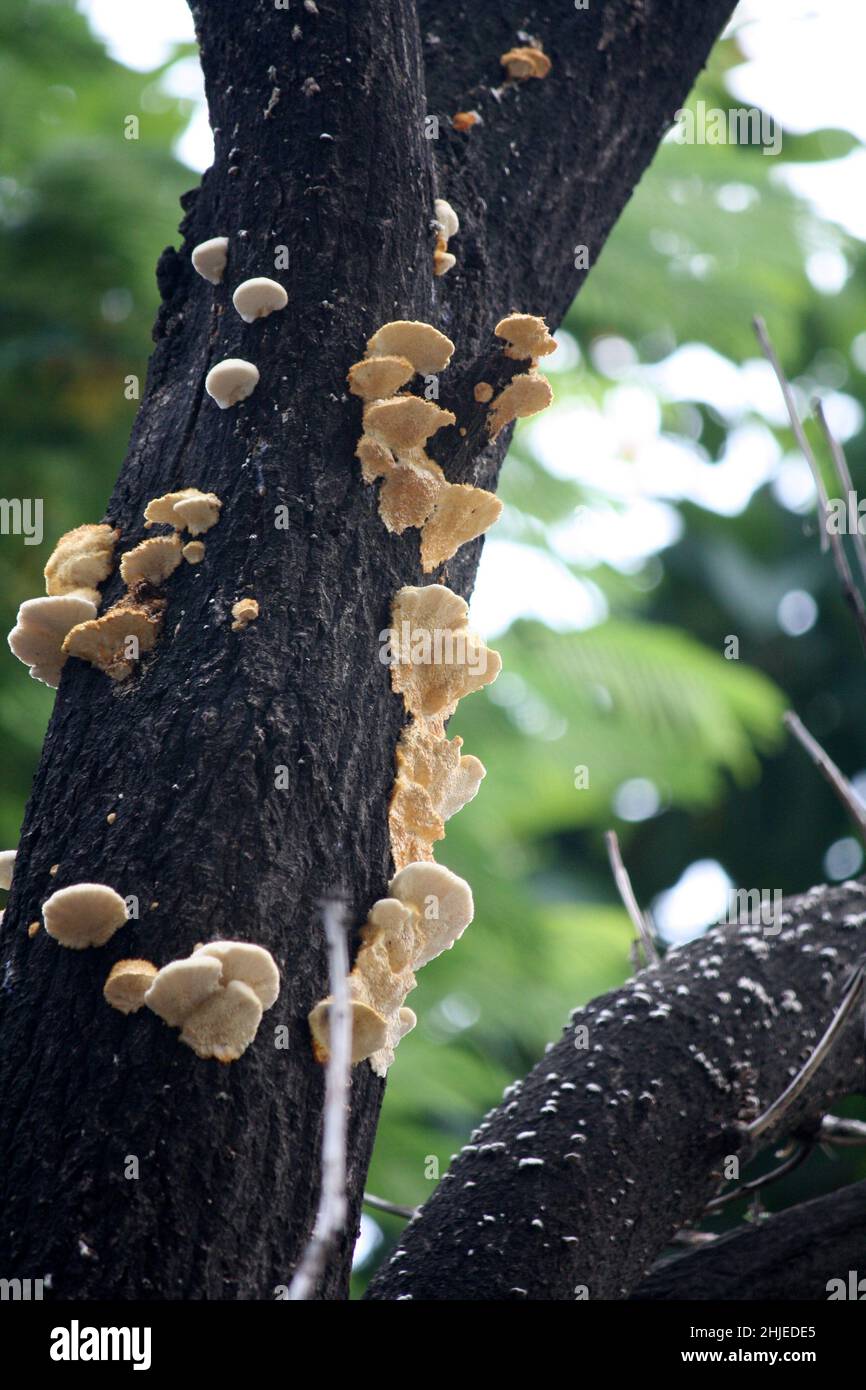 Artist’s Conk (Ganoderma applanatum), a member of Shelf Fungus group, growing on a tree trunk : (pix SShukla) Stock Photo
