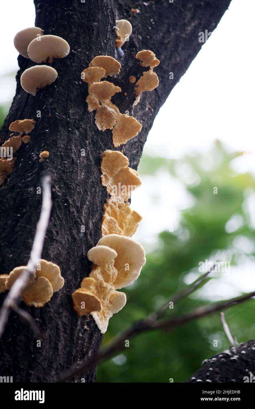 Artist’s Conk (Ganoderma applanatum), a member of Shelf Fungus group, growing on a tree trunk : (pix SShukla) Stock Photo