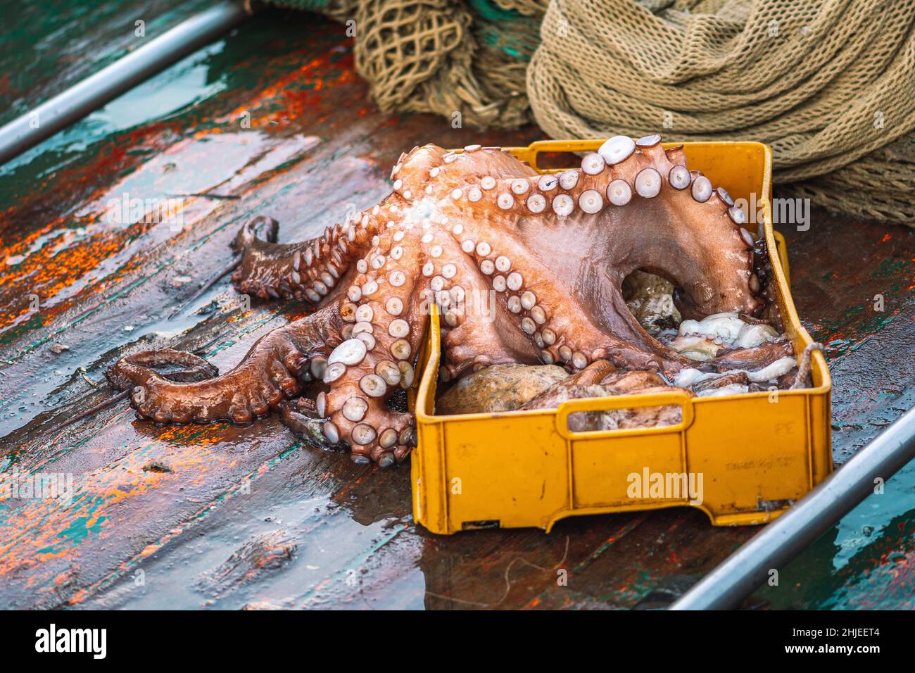 Freshly just caught big octopus in a plastic crate on a fishing