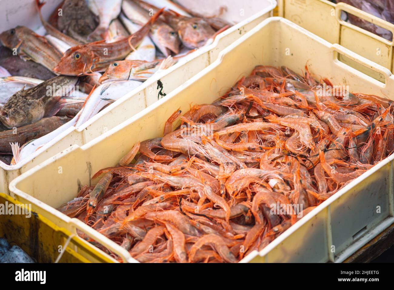 Freshly just caught shrimps and other fish in plastic crates on a fishing wooden boat ready to be sold at the fish market Stock Photo
