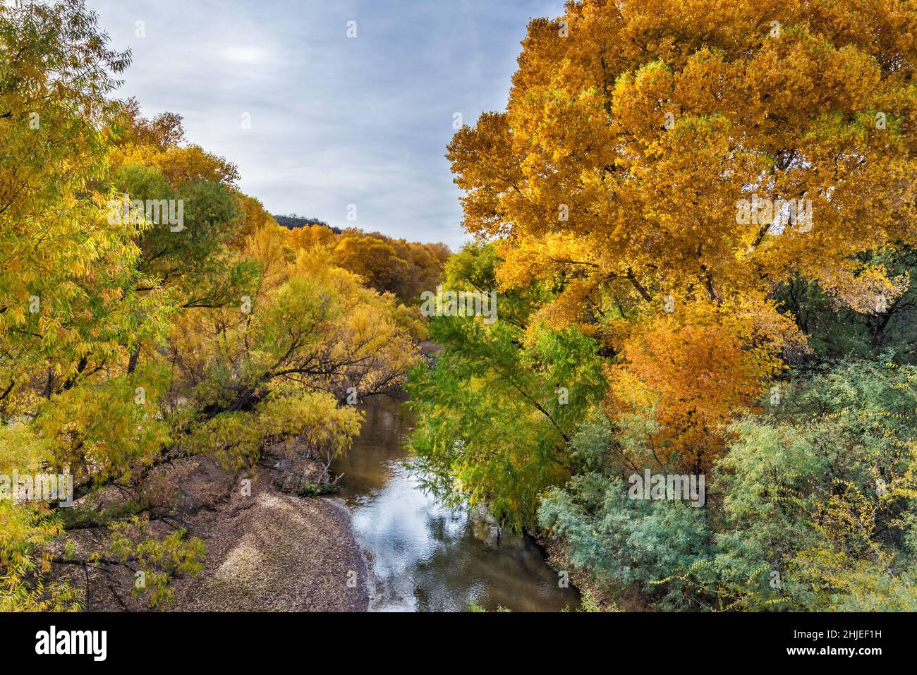 Cottonwood, willow trees in fall foliage over Gila River, view from Old Safford Bridge, Gila Box Riparian National Conservation Area, Arizona, USA Stock Photo