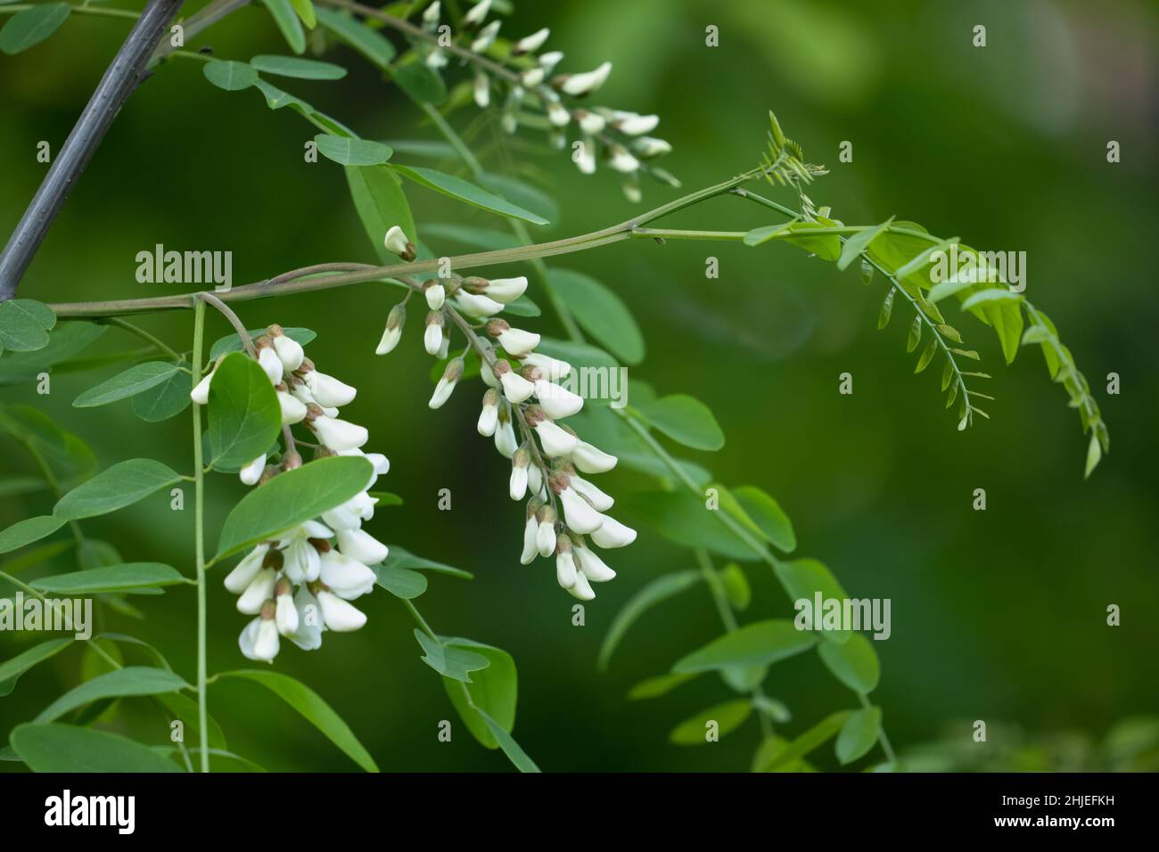 Robinia pseudoacacia or false acacia, black locust, deciduous tree branch with leaves and flowers, pea family: Fabaceae. Stock Photo