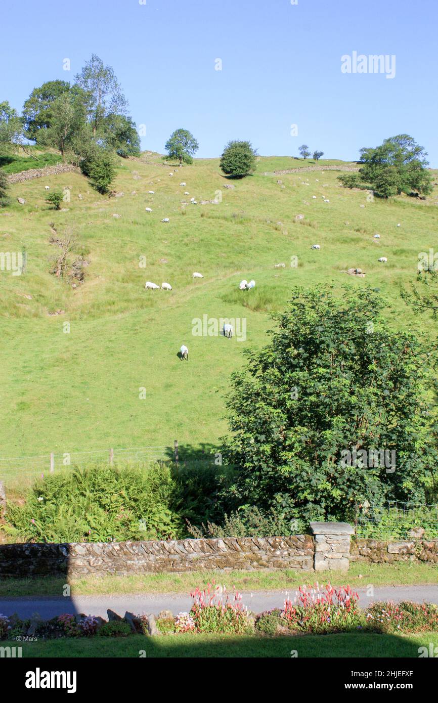 Beautiful view of a herd of sheep on green pasture Stock Photo - Alamy