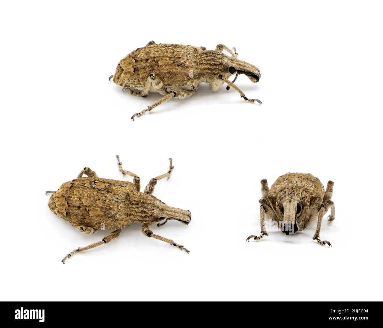 Three different views of Gonipterus scutellatus weevil, isolated on white background Stock Photo