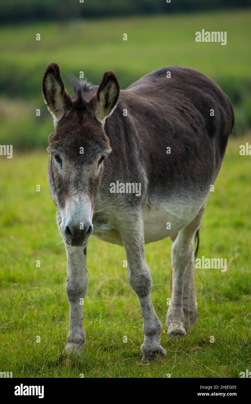 Vertical shot of a donkey on a green grass field Stock Photo - Alamy