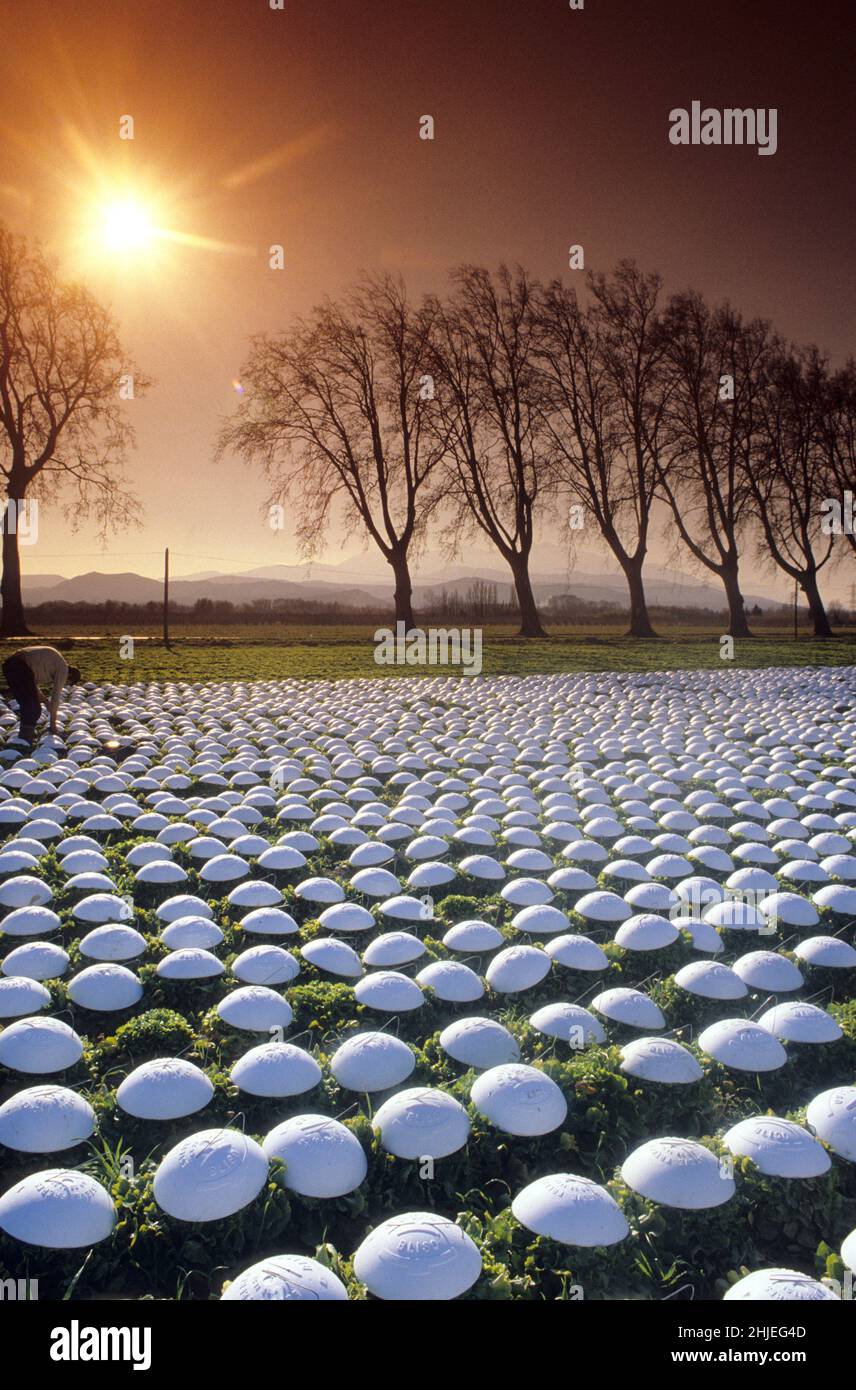 culture des salades pour la 4eme gamme le plus blanc possible pour emballage sachets Stock Photo