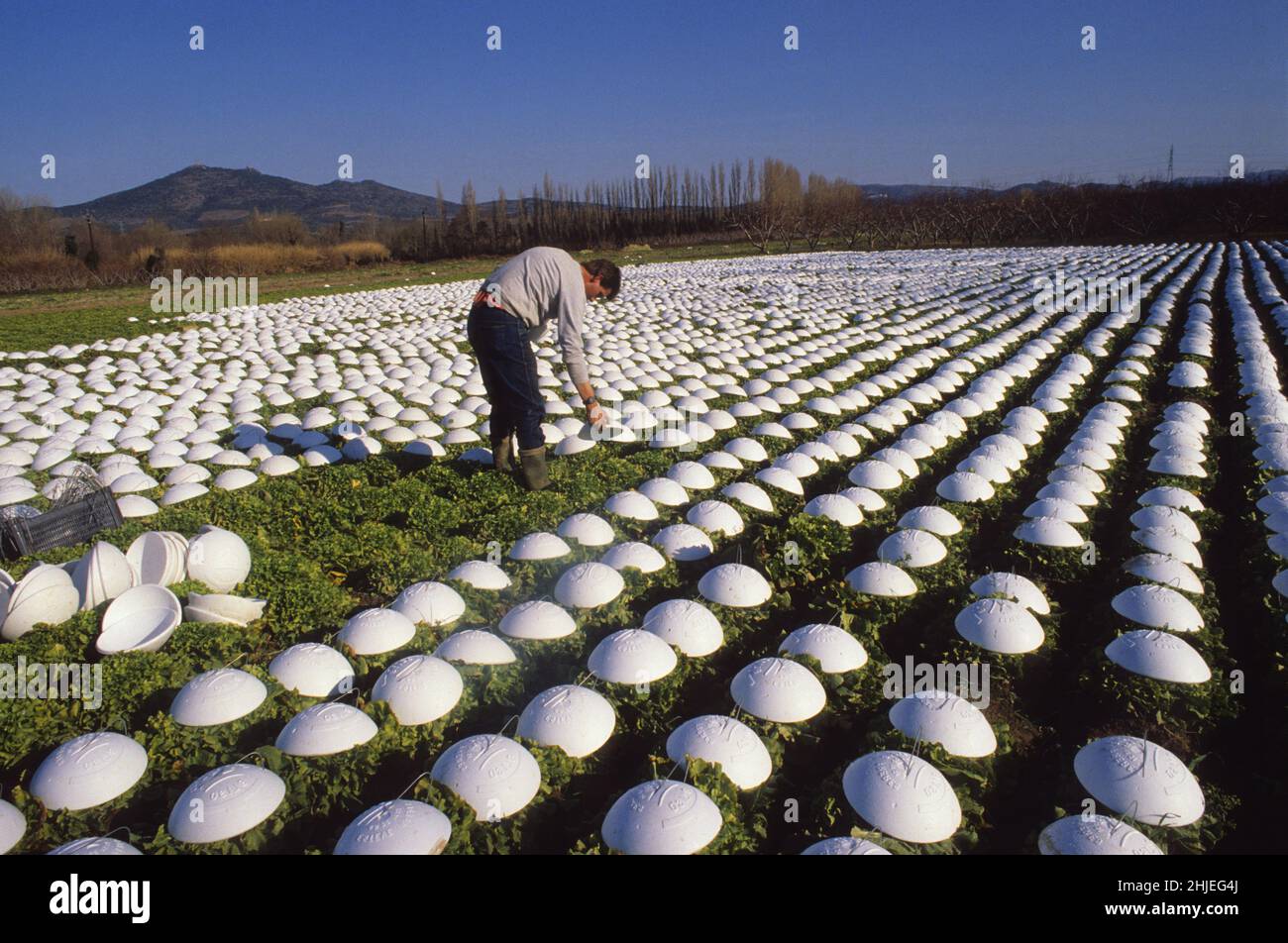 production Salade 3eme gamme destinée aux emballages sous vide blanche pour la consommation FRANCE PYRENEES ORIENTALES] Stock Photo