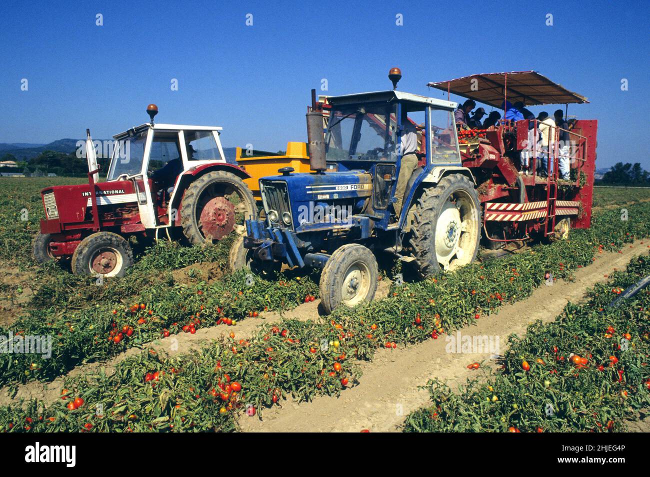 culture des Tomates recolte industrielle Stock Photo