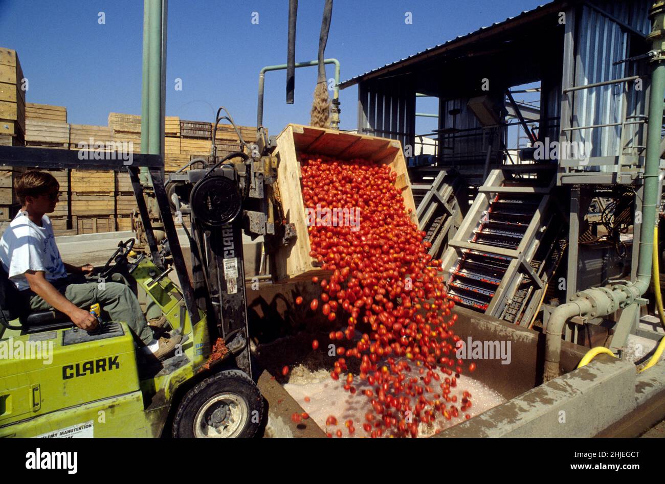 culture des Tomates recolte industrielle Stock Photo