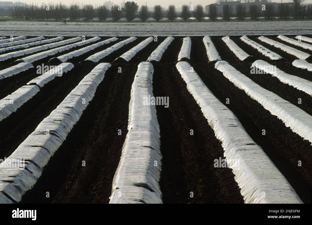 culture des salades pour la 4eme gamme Stock Photo