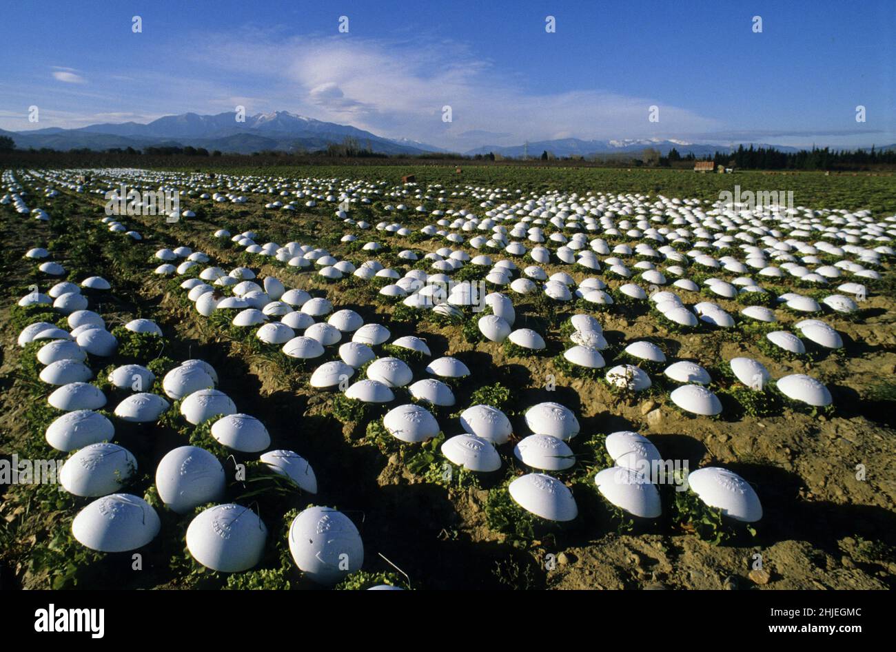 production Salade 3eme gamme destinée aux emballages sous vide blanche pour la consommation FRANCE PYRENEES ORIENTALES] Stock Photo