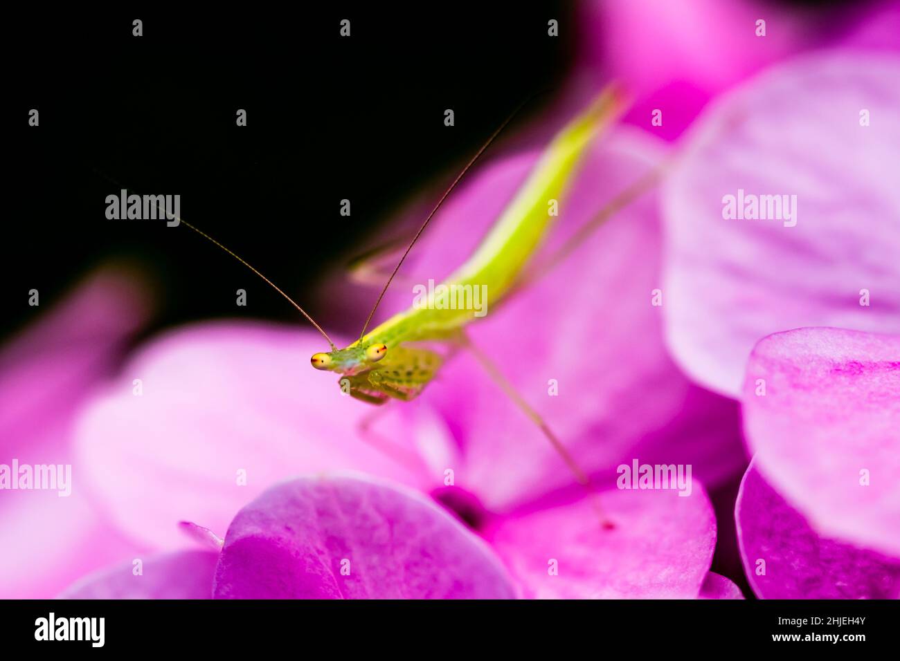 A green mantis standing on top of flower Stock Photo
