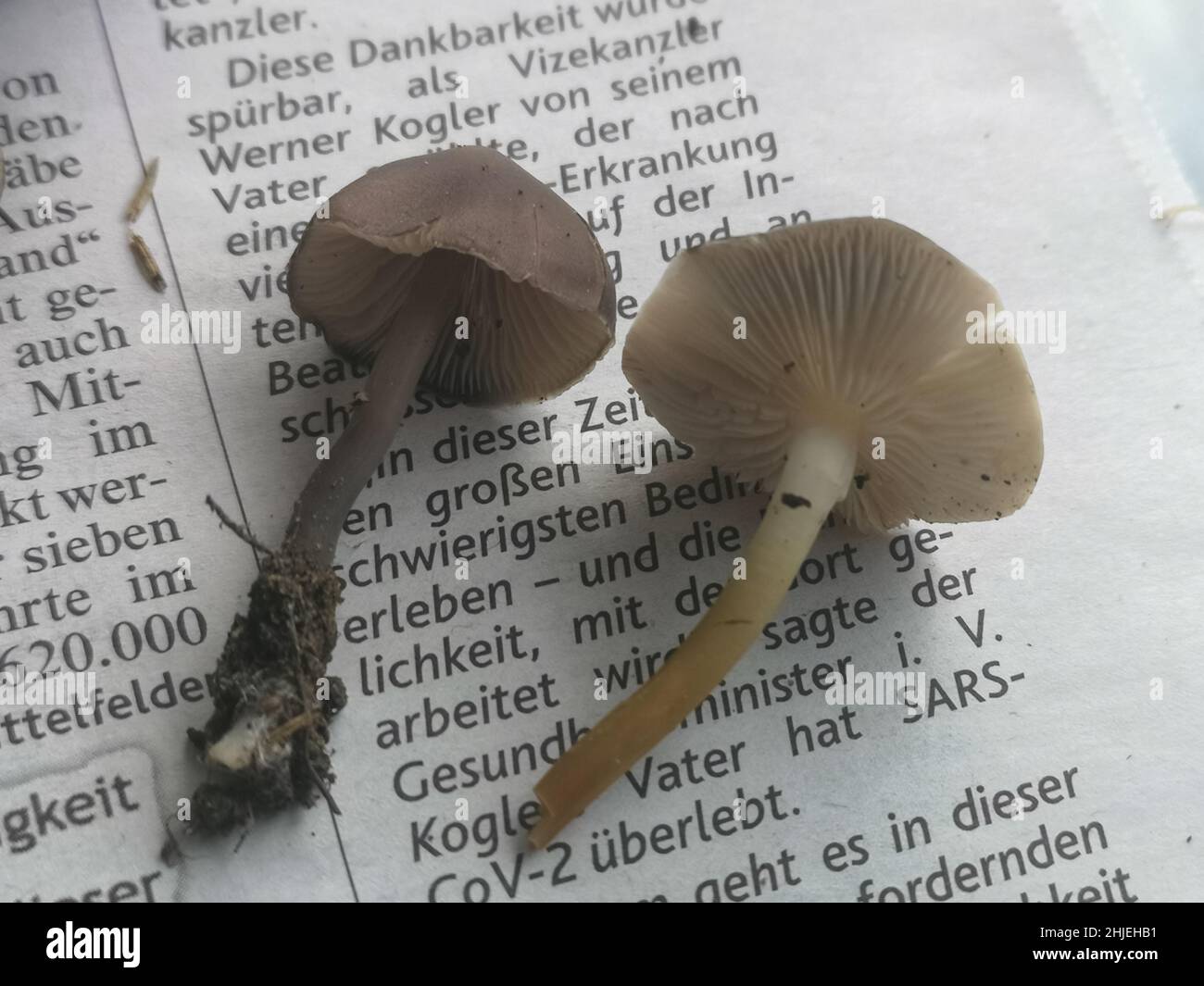 two different mushrooms one tasty and the other toxic mushroom Stock