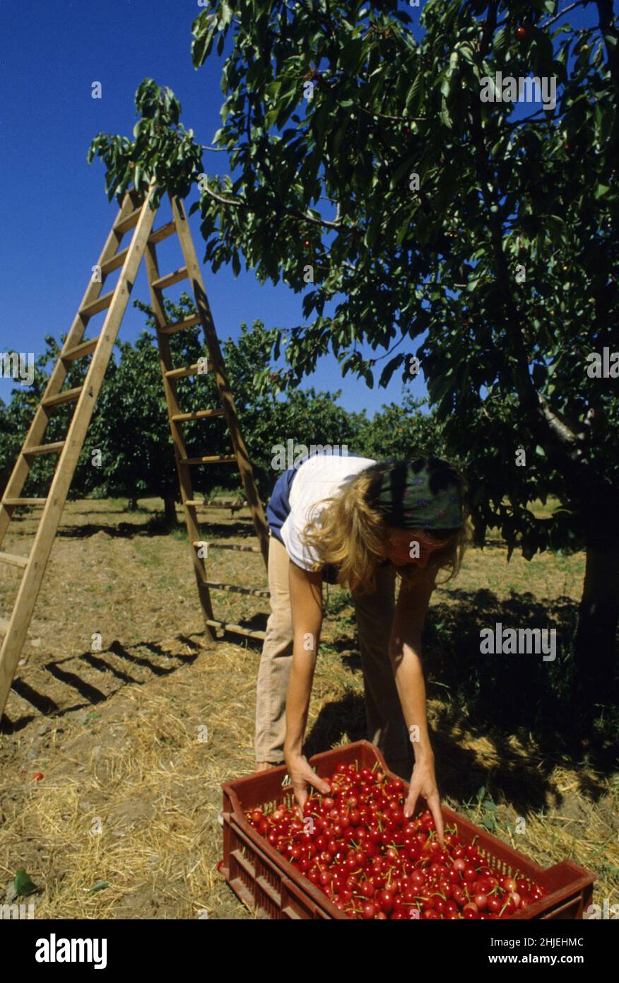 france agriculture harvest cherry early fruits ceret pyrenees orientales Stock Photo