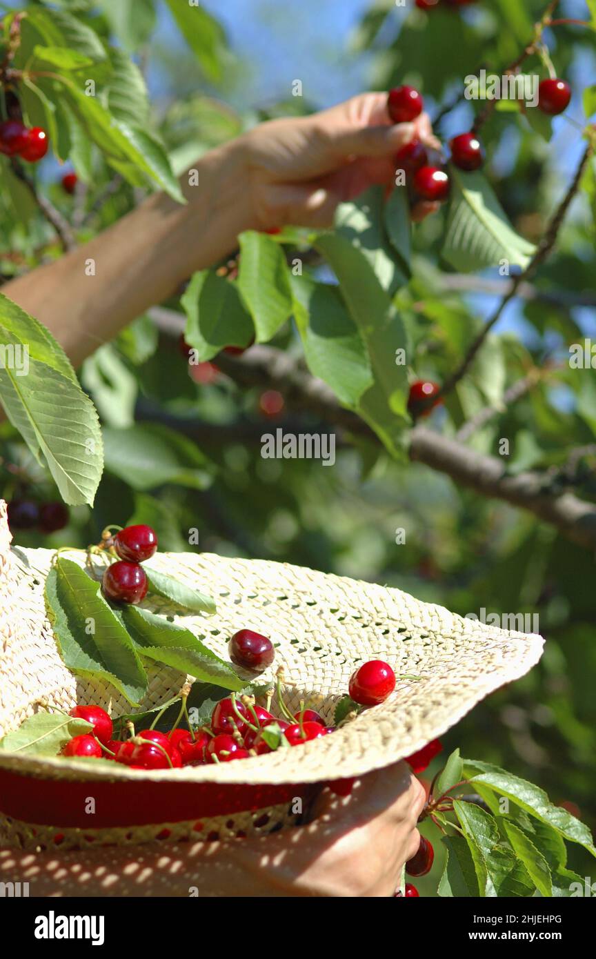 france agriculture harvest cherry early fruits ceret pyrenees