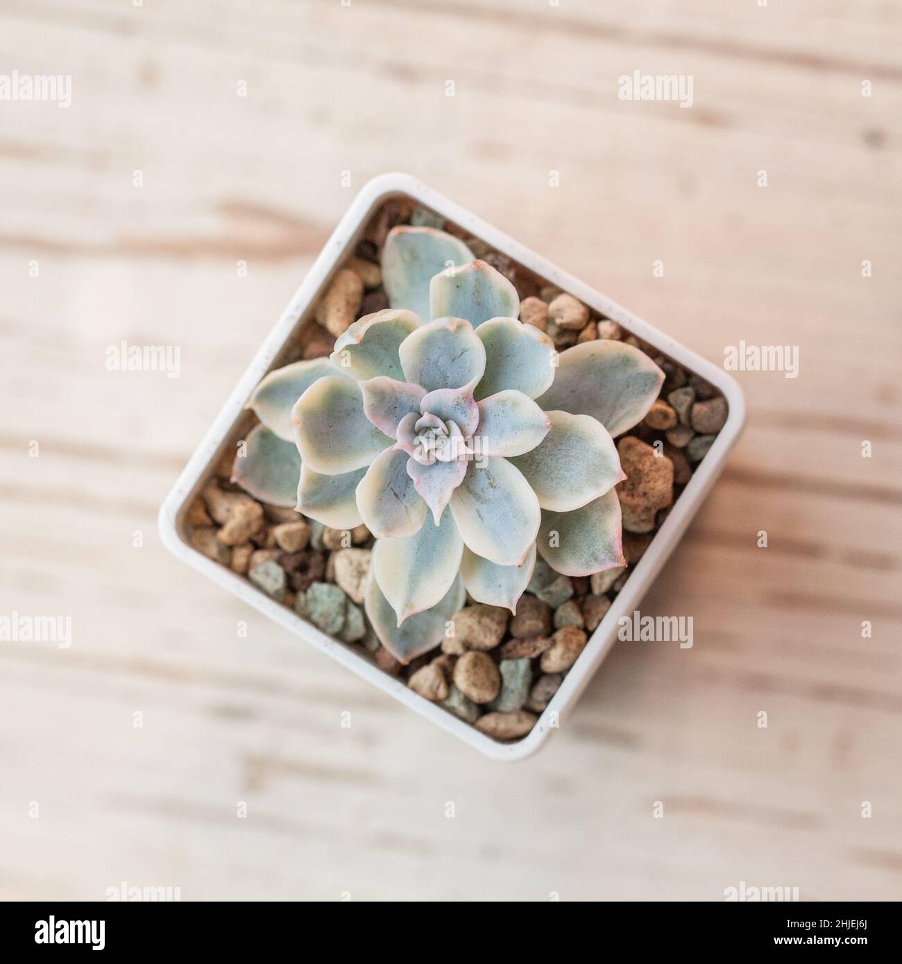 Echeveria subsessilis variegated, top view Stock Photo