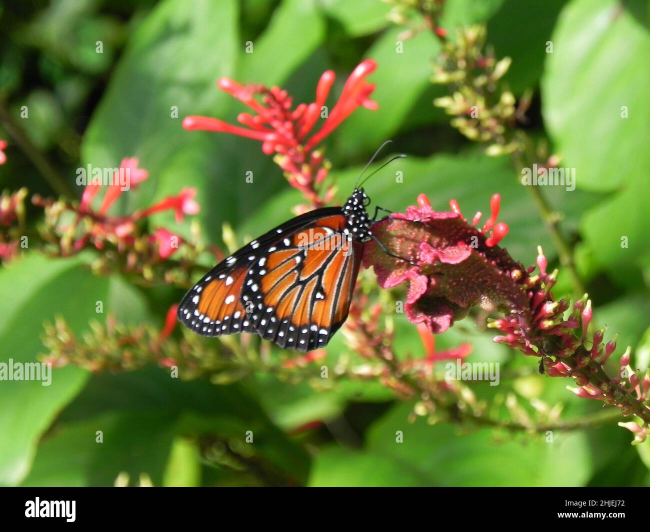 Naples Insects Insekt amerika hi-res stock photography and images - Alamy