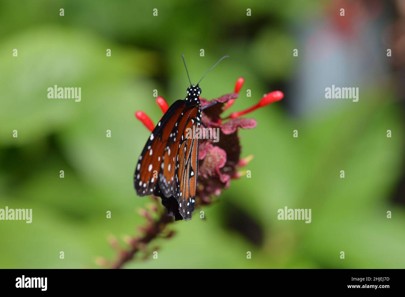 Naples Insects Insekt amerika hi-res stock photography and images - Alamy