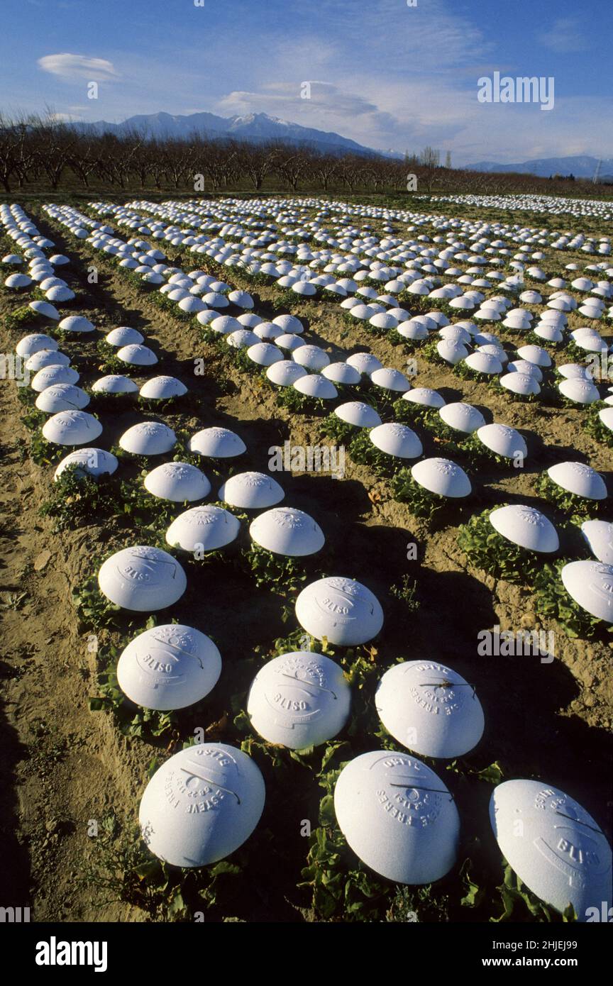 culture des salades pour la 4eme gamme le plus blanc possible pour emballage sachets Stock Photo