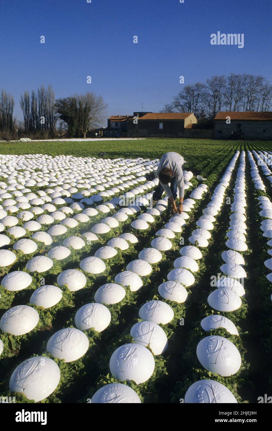 culture des salades pour la 4eme gamme la cloche sert a protegerdu rayonnement solaire pour que les salades restent blanches pour les produits de la 4 Stock Photo