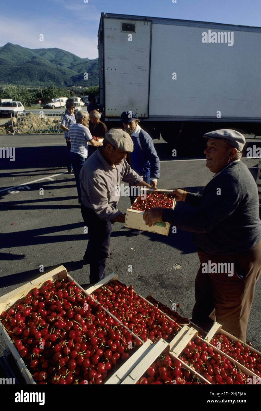 france  cherry crates cherries cherry trees early fruits ceret pyrenees orientales catalan country Stock Photo