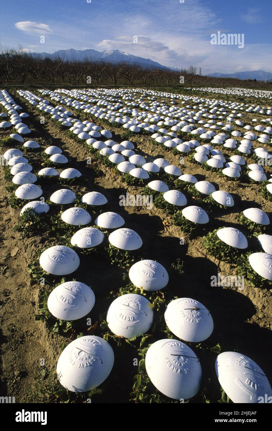 culture des salades pour la 4eme gamme le plus blanc possible pour emballage sachets Stock Photo